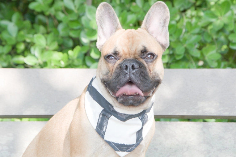 Photographie, Retouche photo, Animal de compagnie, Traditionnel