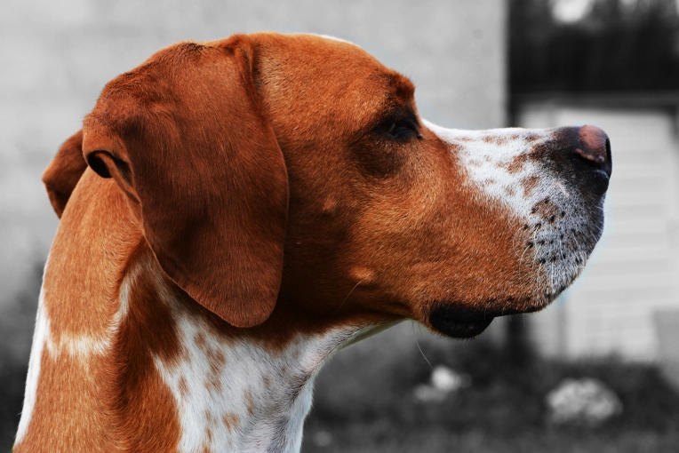 Photographie, Retouche photo, Animal de compagnie, Artistique, Traditionnel