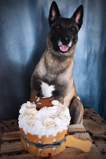 Photographie, Retouche photo, Animal de compagnie, Artistique, Lifestyle