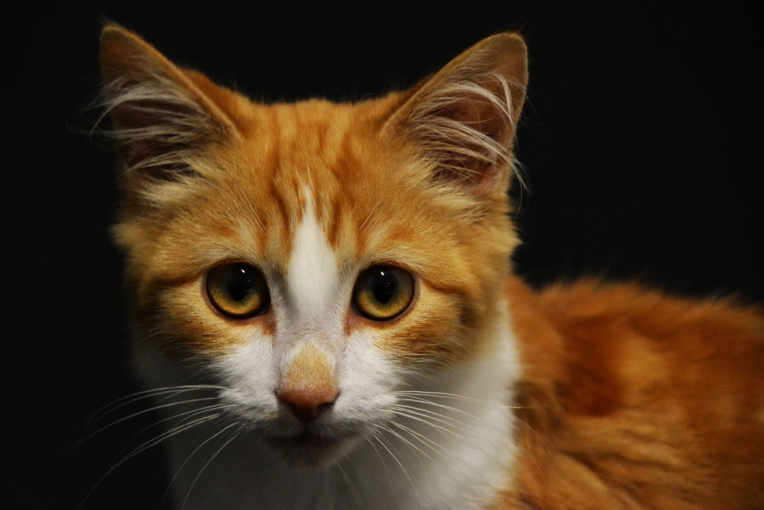 Photographie, Retouche photo, Animal de compagnie, Artistique, Traditionnel