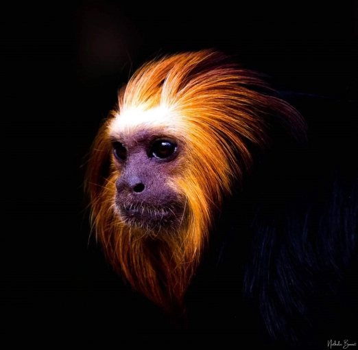 Photographie, Nature, Artistique, Traditionnel