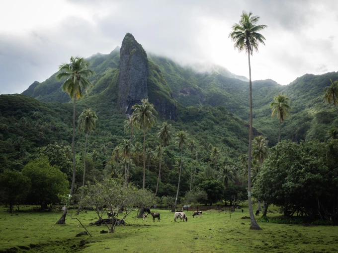 Photographie, Retouche photo, Nature, Traditionnel