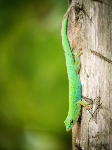 Photographie, Retouche photo, Nature, Traditionnel