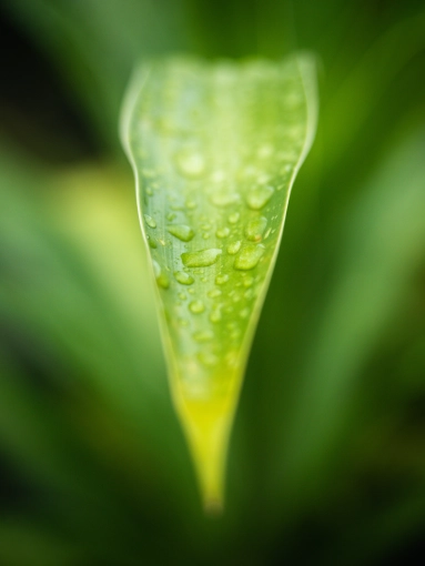 Photographie, Retouche photo, Nature, Artistique, Traditionnel