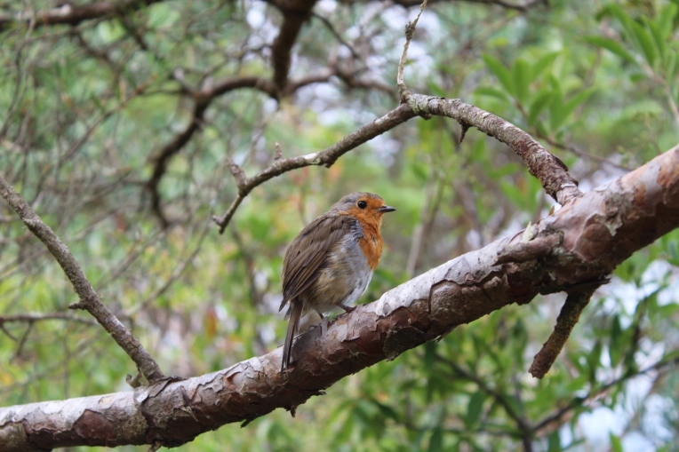 Photographie, Nature, Traditionnel