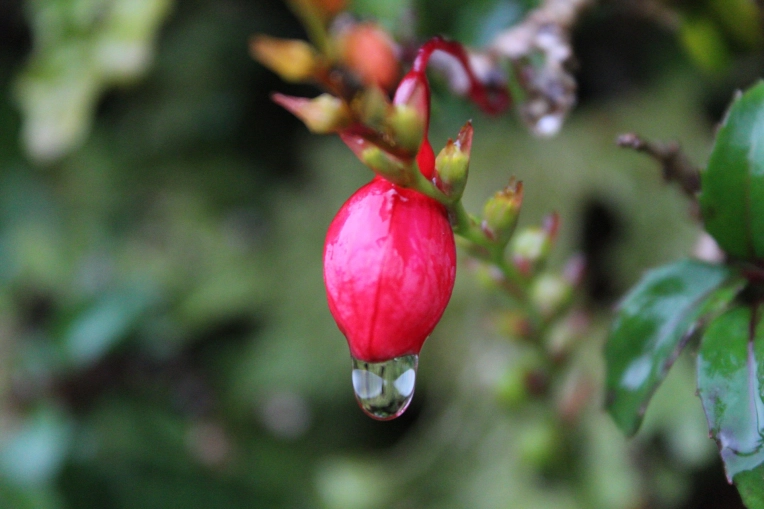 Photographie, Nature, Artistique