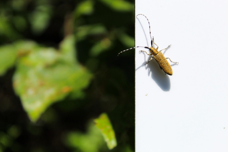 Photographie, Nature, Artistique