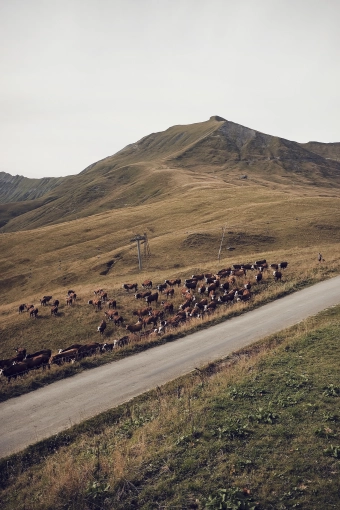 Photography, Nature, Artistic, Traditional, Vintage, Lifestyle