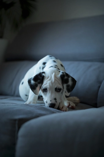 Photographie, Animal de compagnie, Lifestyle