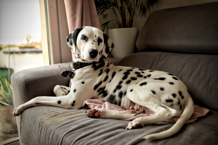 Photographie, Animal de compagnie, Traditionnel