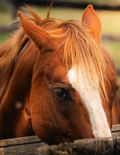 Photographie, Retouche photo, Animal de compagnie, Traditionnel