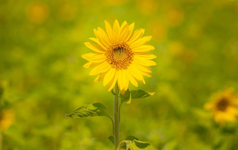 Photographie, Retouche photo, Nature, Traditionnel