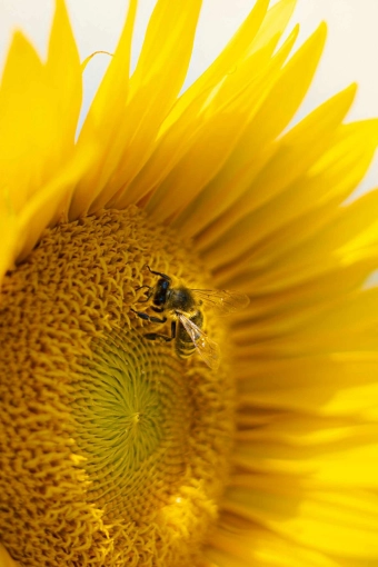 Photographie, Retouche photo, Nature, Traditionnel, Vintage