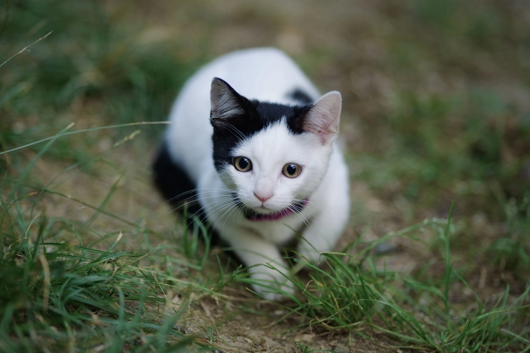 Photographie, Retouche photo, Animal de compagnie, Traditionnel, Vintage