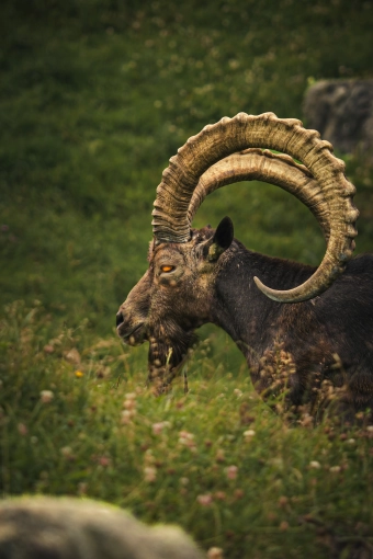 Photographie, Retouche photo, Animal de compagnie, Traditionnel, Vintage