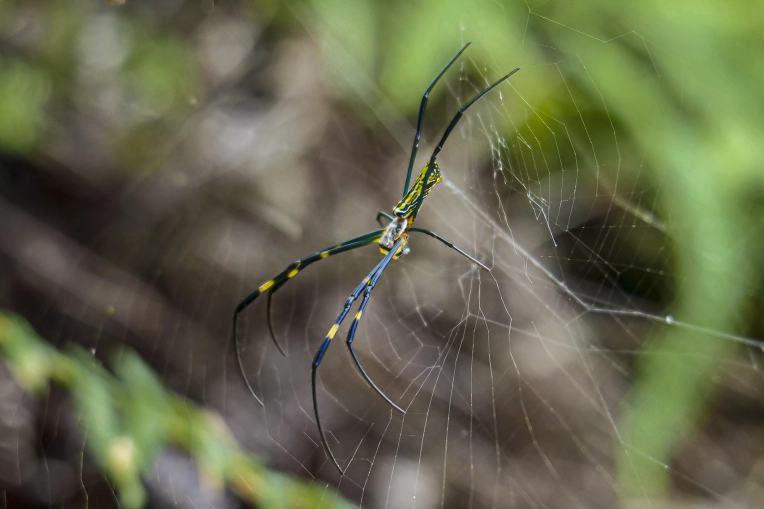 Photographie, Retouche photo, Animal de compagnie, Traditionnel