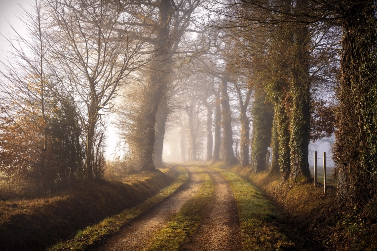 Photographie, Nature, Artistique, Traditionnel, Vintage