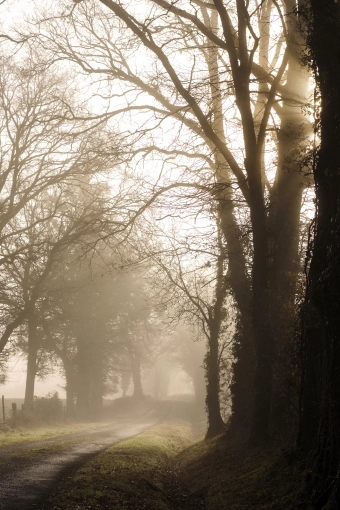 Photographie, Nature, Artistique, Traditionnel, Vintage