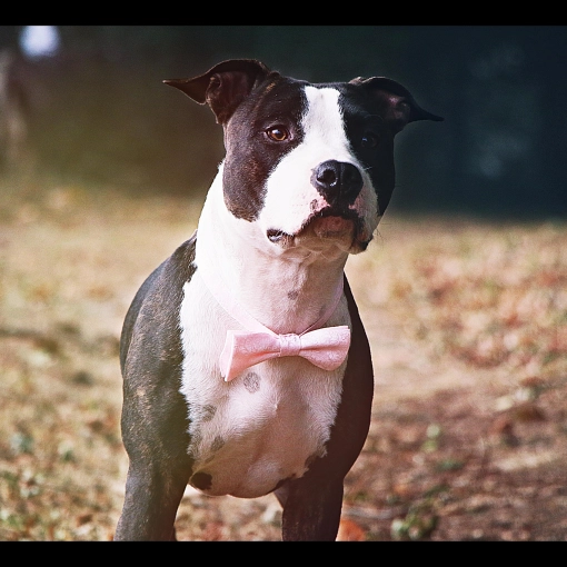 Photographie, Retouche photo, Animal de compagnie, Artistique, Traditionnel, Vintage, Lifestyle