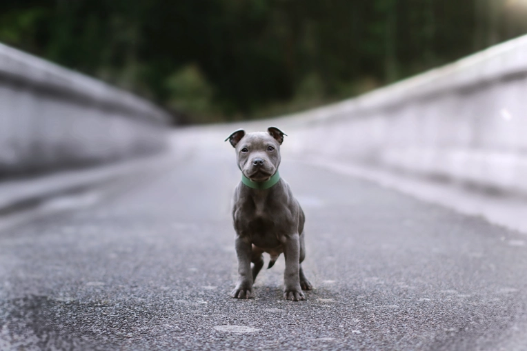 Photography, Pets, Artistic