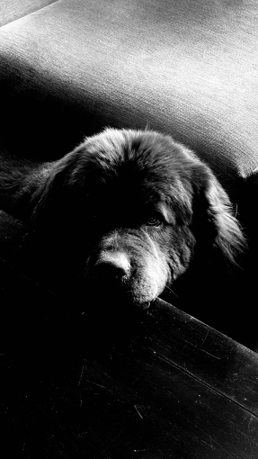 Photographie, Retouche photo, Animal de compagnie, Artistique