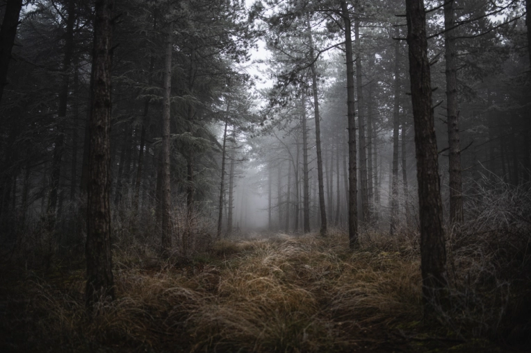 Photographie, Nature, Traditionnel
