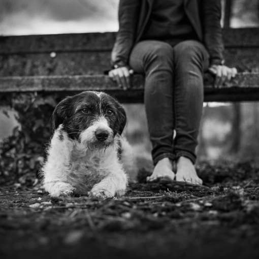 Photographie, Animal de compagnie, Traditionnel, Argentique