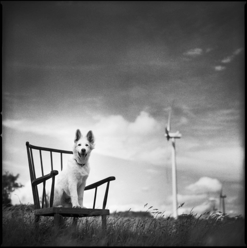 Photographie, Animal de compagnie, Artistique, Traditionnel, Argentique