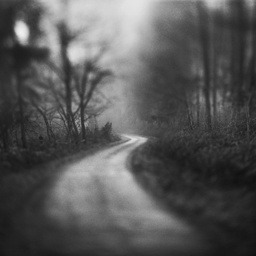 Photographie, Nature, Artistique, Traditionnel, Argentique