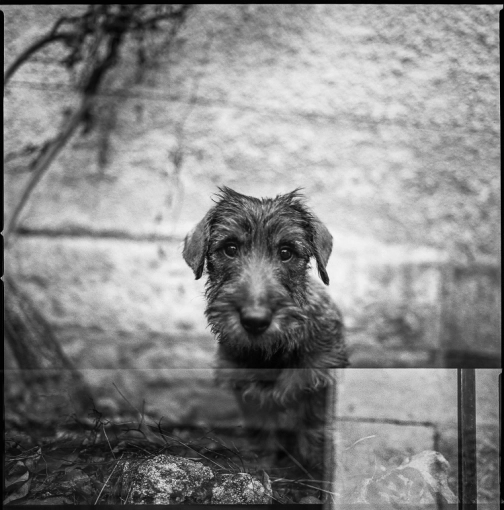 Photographie, Animal de compagnie, Traditionnel, Argentique