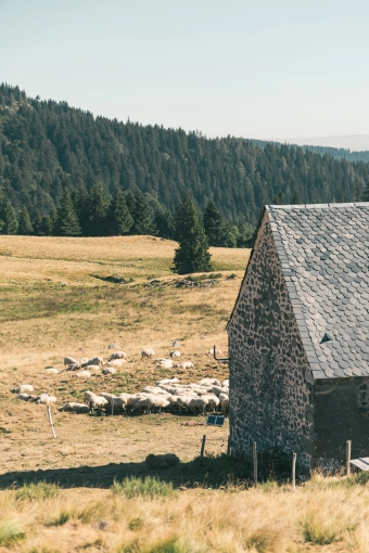 Photographie, Nature, Vintage, Lifestyle