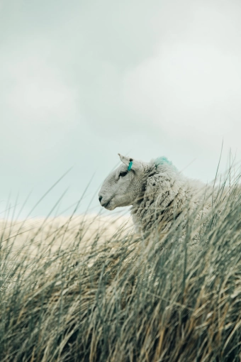 Photographie, Nature, Vintage, Lifestyle