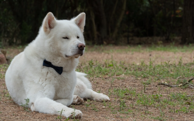 Photographie, Animal de compagnie, Artistique, Lifestyle