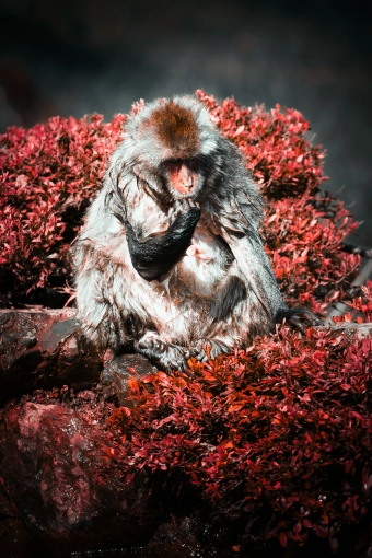 Photographie, Retouche photo, Nature, Artistique, Traditionnel, Lifestyle