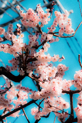 Photographie, Retouche photo, Nature, Artistique, Traditionnel, Lifestyle