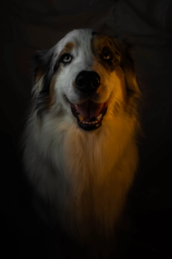 Photographie, Retouche photo, Animal de compagnie, Artistique, Traditionnel, Vintage, Lifestyle