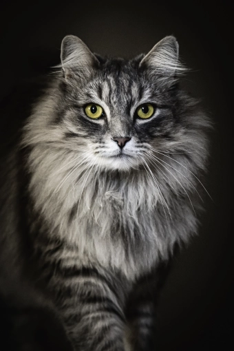 Photographie, Animal de compagnie, Artistique, Traditionnel