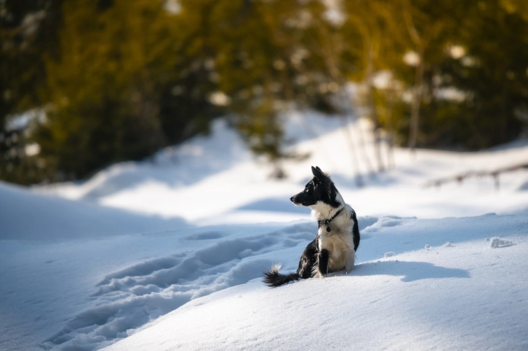 Photographie, Animal de compagnie, Artistique, Traditionnel