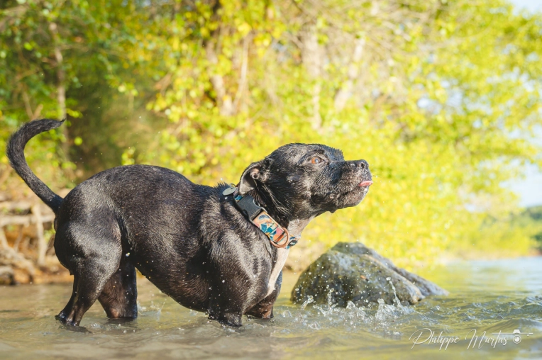 Photographie, Animal de compagnie, Artistique, Traditionnel