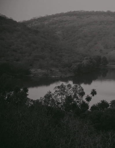 Photographie, Nature, Artistique, Vintage, Argentique