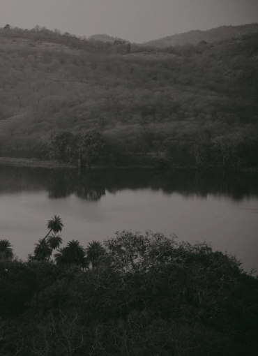 Photographie, Nature, Artistique, Vintage, Argentique