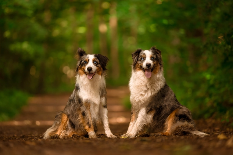 Photographie, Retouche photo, Animal de compagnie