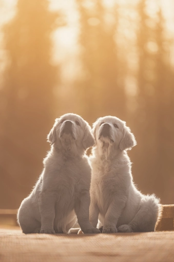 Photographie, Retouche photo, Animal de compagnie, Artistique