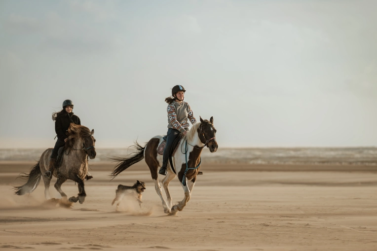 Photographie, Animal de compagnie, Artistique