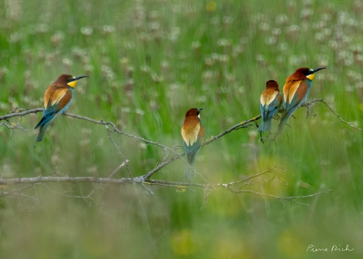 Photographie, Nature, Lifestyle