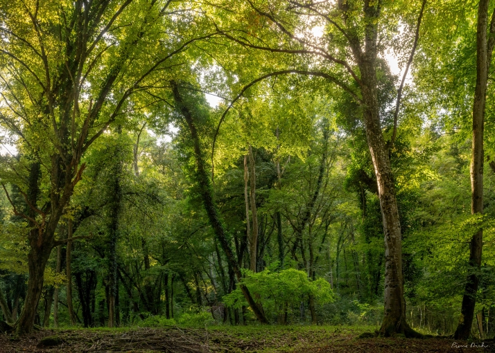 Retouche photo, Nature, Artistique, Lifestyle