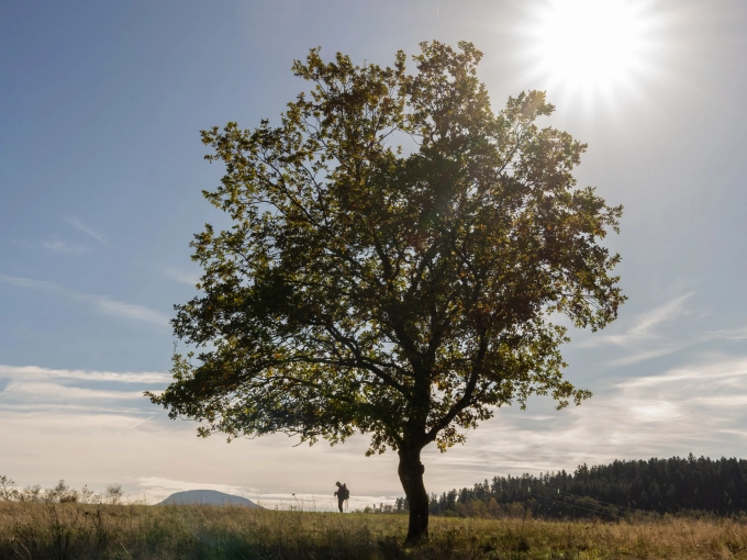 Photographie, Formation, Photothérapie, Artistique, Lifestyle