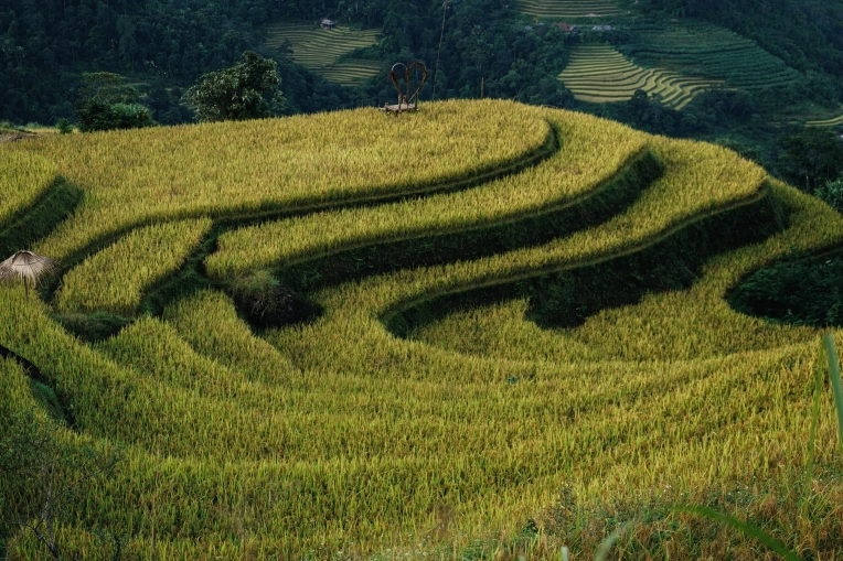 Photographie, Retouche photo, Nature, Artistique, Traditionnel, Vintage, Lifestyle