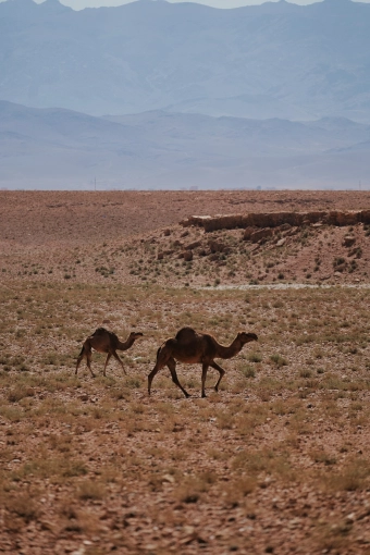 Photographie, Nature, Artistique, Traditionnel, Vintage, Lifestyle