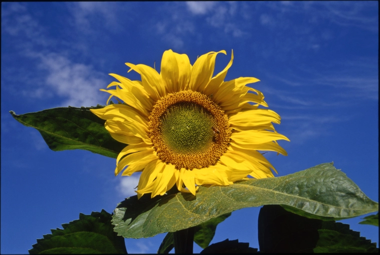 Photography, Nature, Traditional